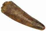 Fossil Spinosaurus Tooth - Feeding Worn Tip #356814-1